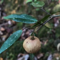Stemonoporus lancifolius (Thwaites) P.S.Ashton